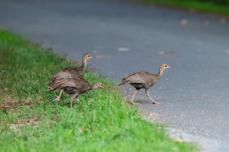 Young Turkey Poults Active Foraging and Starter Feeding