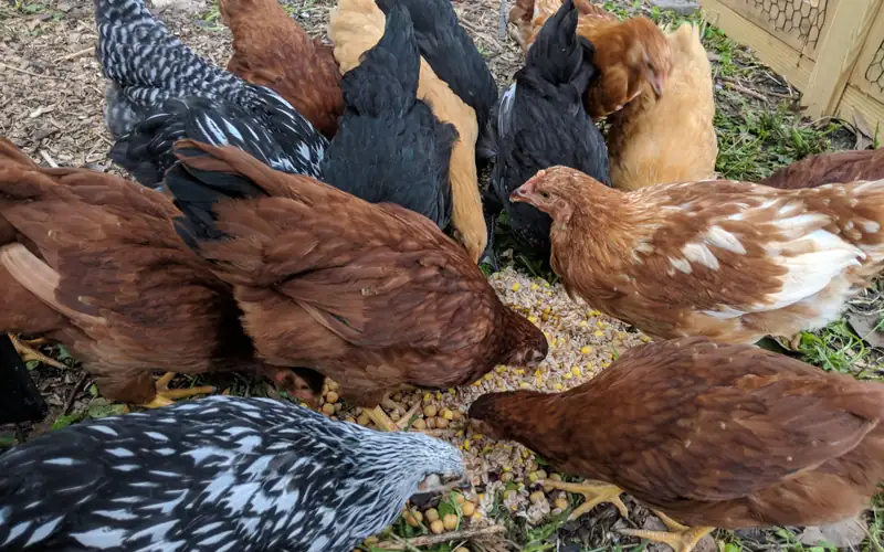 Backyard Heritage Chickens Feeding on Fresh Kitchen Vegetable Scraps and Greens