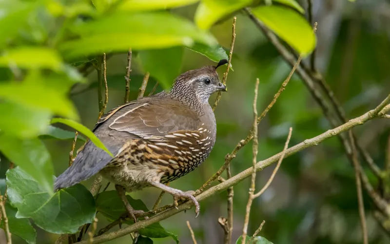 Adult Male California Valley Quail Displaying Teardrop Topknot Head Plume
