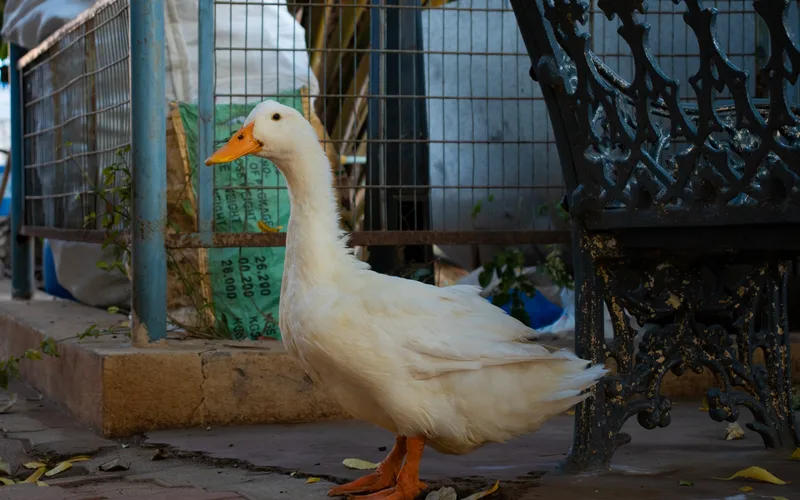 White domestic Pekin duck showing yellow bill and waterproof feathers