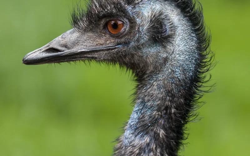 Australian emu with shaggy plumage and blue facial skin