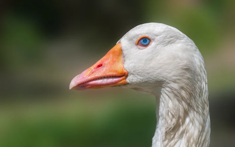 Adult domestic Embden goose standing tall on green pasture