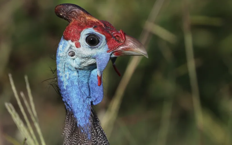 Helmeted guinea fowl showing spotted pearl feathers and bony helmet casque