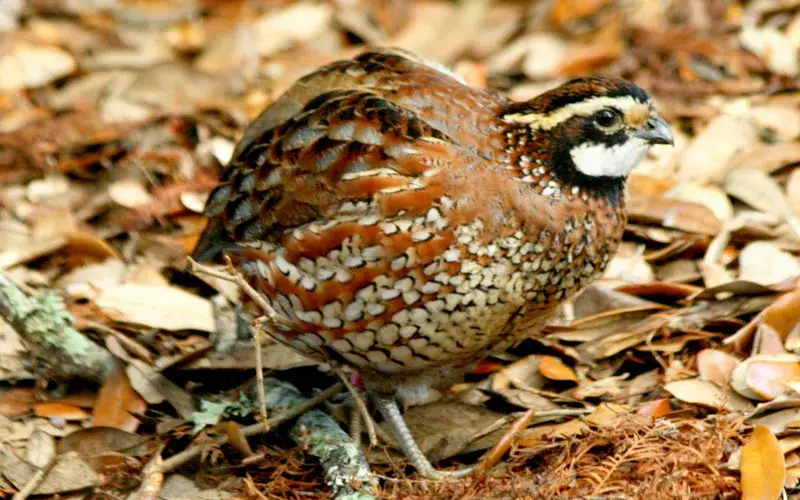 Male Northern Bobwhite Gamebird Profile
