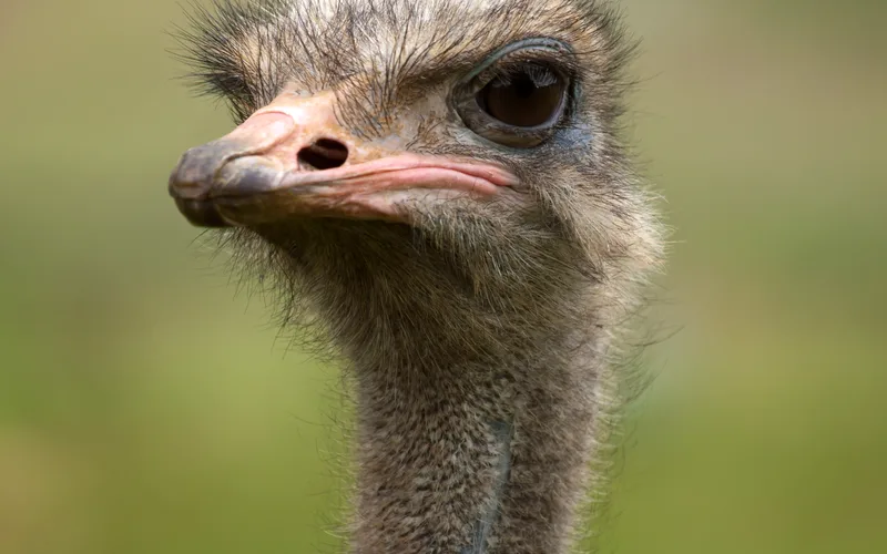 Adult African ostrich showing long neck, two-toed running feet, and large body