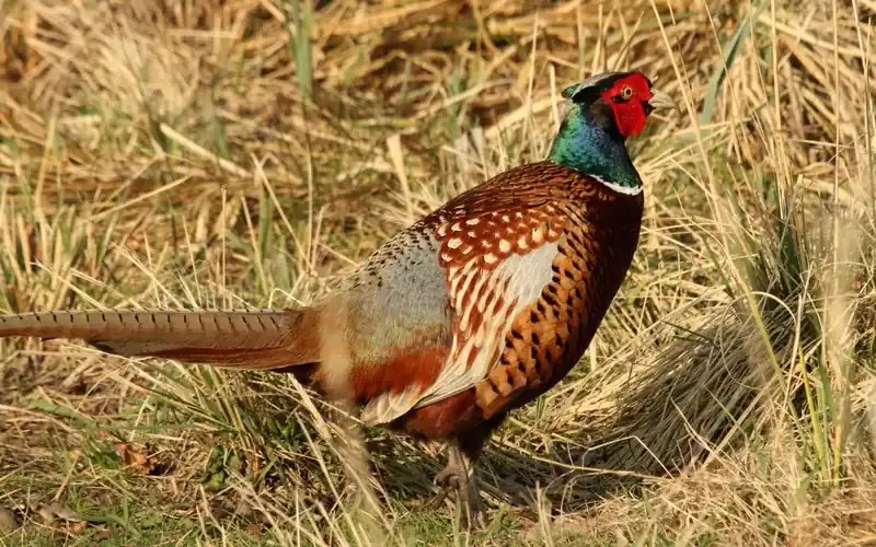Male ring-necked pheasant showing iridescent colorful plumage and long tail