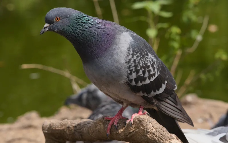 Adult domestic utility pigeon showing deep breast muscle conformation