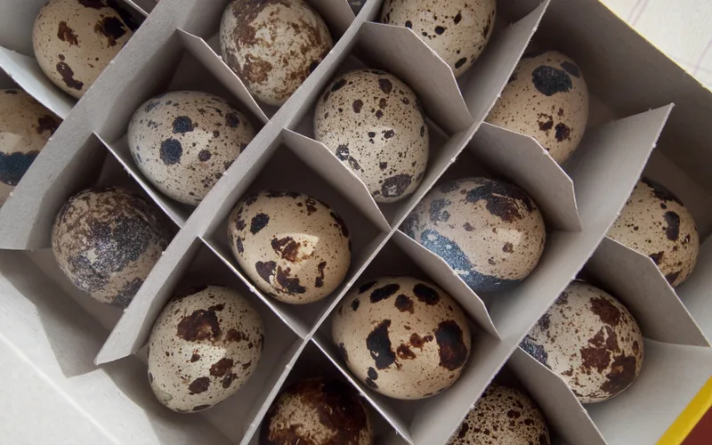 Close-up of Fresh Speckled Coturnix Quail Eggs