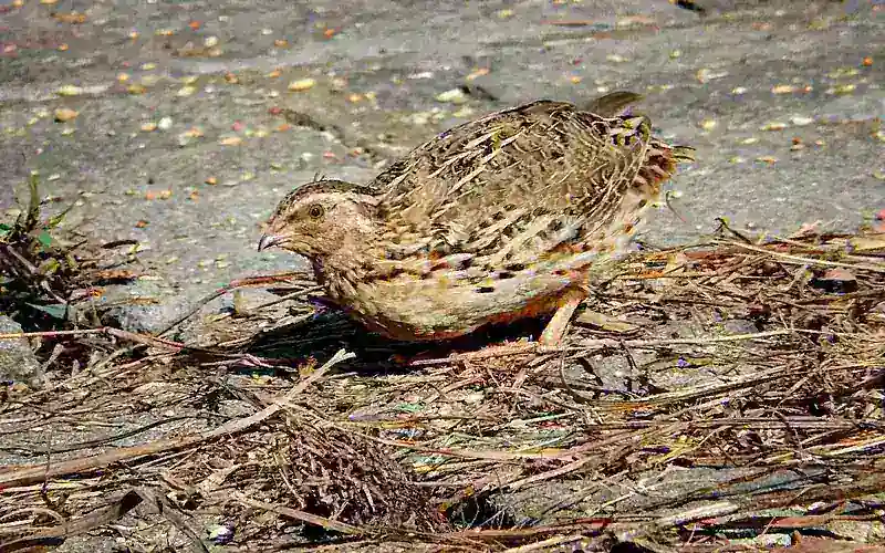 Japanese Coturnix quail showing brown speckled camouflage plumage