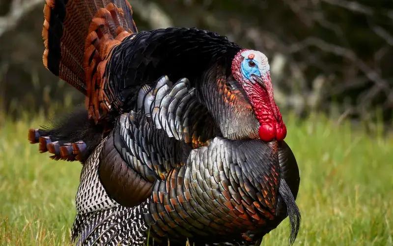Adult male turkey tom displaying fanned tail and snood